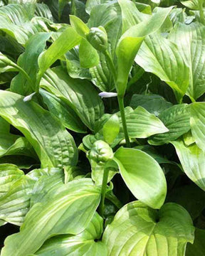 Hosta Honeybells - Hosta - Hosta Honeybells