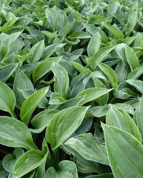 Hosta Hanky Panky - Hosta - Hosta Hanky Panky