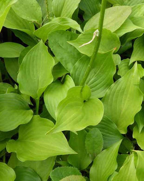 Hosta Hirao Tetra - Hosta - Hosta Hirao Tetra