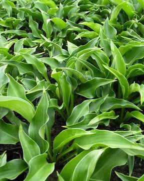 Hosta Harry Van Trier Funkia - Hosta - Hosta Harry van Trier