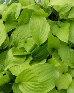 Hosta Hadspen White - Hosta - Hosta Hadspen White