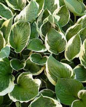 Hosta Independence - Hosta - Hosta Independence