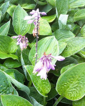 Hosta Joker - Hosta - Hosta Joker