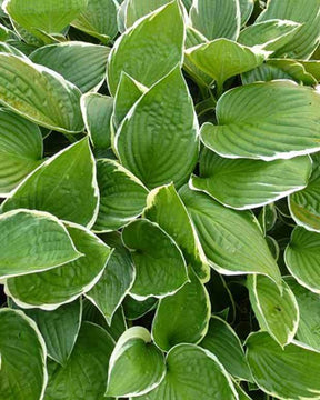 Hosta Julia - Hosta - Hosta Julia