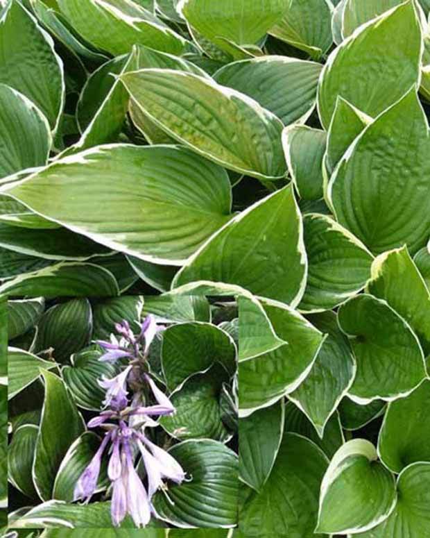 Hosta Julia - jardins - Hosta Julia