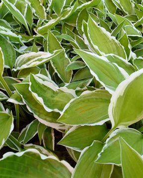 Hosta Krossa Cream Edge - Hosta - Hosta Krossa Cream Edge