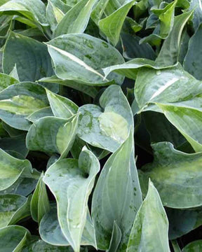 Hosta Kiwi Full Monty - Hosta - Hosta Kiwi Full Monty