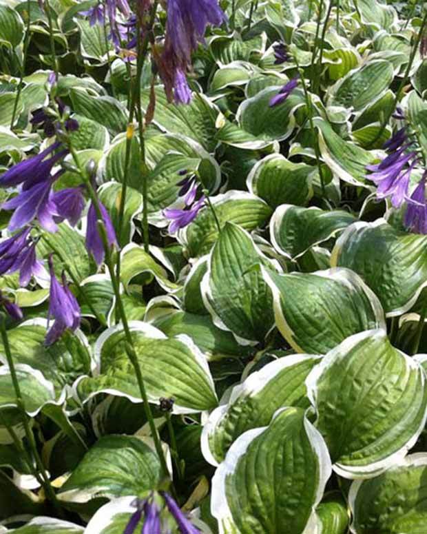 Hosta Koriyama - Hosta - Hosta Koriyama