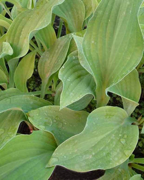 Hosta Krossa Regal - Hosta - Hosta Krossa Regal