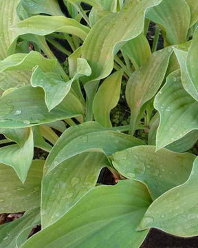 Hosta Krossa Regal Funkia - Hosta - HOSTA HYBRIDE KROSSA REGAL 