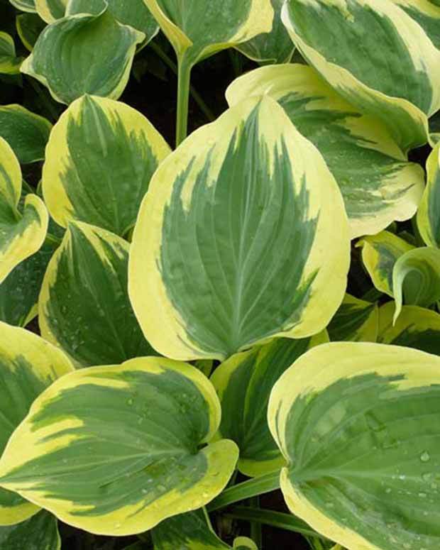 Hosta Liberty - Hosta - Hosta Liberty