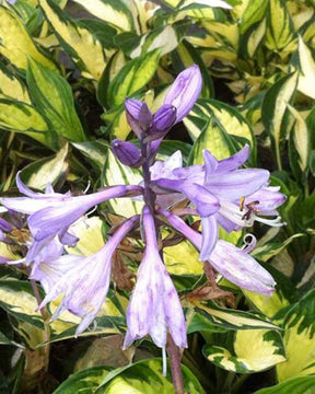 Hosta Morning Light Funkia - Hosta - Hosta Morning Light