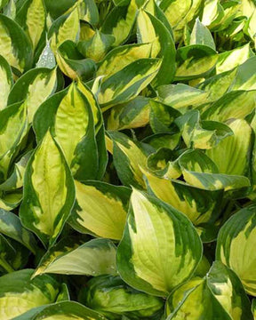 Hosta Morning Light - Hosta - HOSTA HYBRIDE MORNING LIGHT 