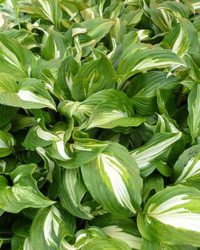 Hosta Middle Ridge - Hosta - Hosta Middle Ridge