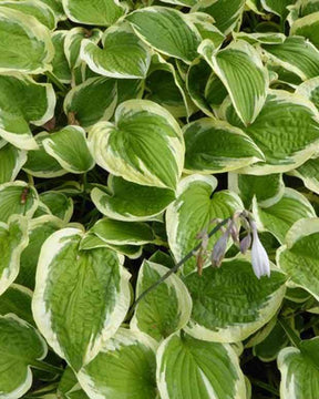 Hosta Mildred Seaver - Hosta - Hosta Mildred Seaver