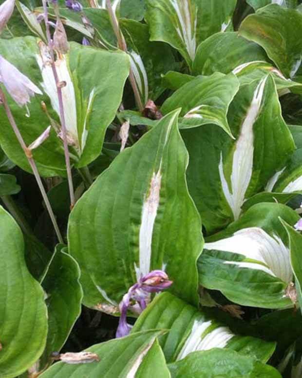 Hosta Night Before Christmas - Hosta - Hosta Night Before Christmas