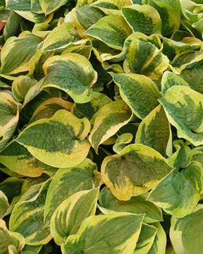 Hosta Honeysong Funkia - Hosta - Hosta Honeysong