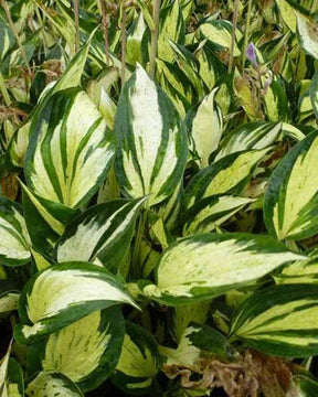 Hosta Pathfinder - Hosta - Hosta Pathfinder