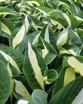 Hosta Risky Business - Hosta - Hosta Risky Business