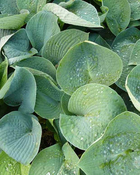 Hosta Ryans Big One - Hosta - Hosta Ryans Big One