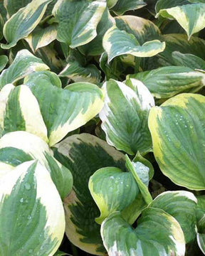 Hosta Robert Frost Funkia - Hosta - Hosta Robert Frost