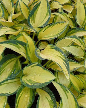 Hosta Remeber me Funkia - Hosta - Hosta Remember Me