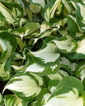 Hosta Reversed Patriot - Hosta - Hosta Reversed Patriot