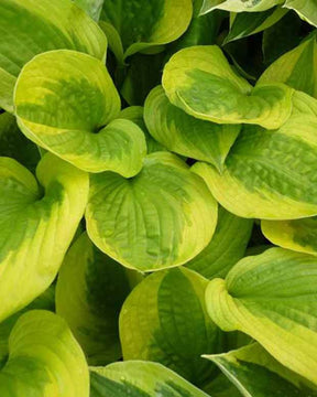 Hosta Summer Breeze - Hosta - Hosta Summer Breeze