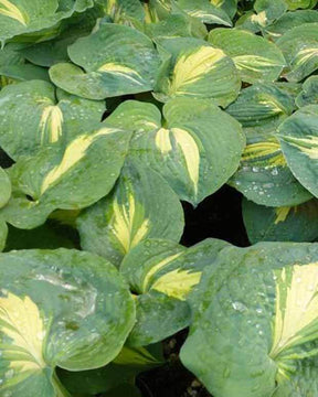 Hosta Thunderbolt - Hosta - Hosta Thunderbolt