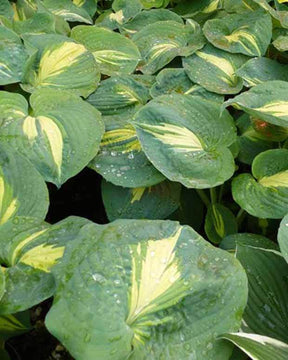 Hosta Thunderbolt - jardins - Hosta Thunderbolt