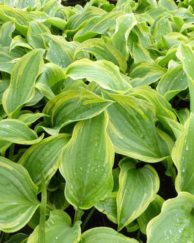 Hosta The King - Hosta - Hosta The King