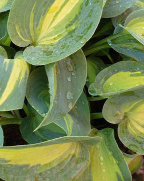 Hosta Touch of Class Funkia - Hosta - Hosta Touch of Class