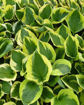 Hosta Twilight - Hosta - Hosta Twilight