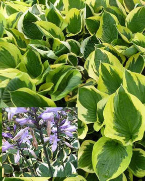 Hosta Twilight - jardins - Hosta Twilight