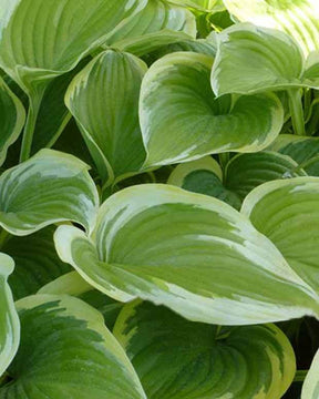 Hosta Victory - Hosta - Hosta Victory