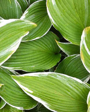 Hosta White On - Hosta - Hosta White On!