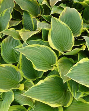 Hosta Yellow River Funkia - Hosta - Hosta Yellow River