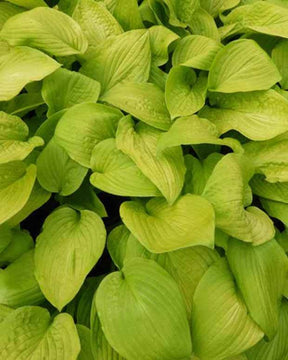 Hosta Zodiac Funkia - Hosta - Hosta Zodiac