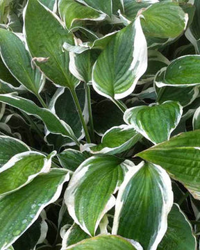 Hosta Zager s White Edge - Hosta - Hosta Zagers White Edge