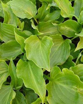 Hosta Invincible - Hosta - Hosta Invincible