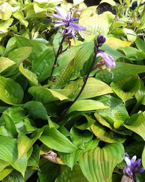 Hosta Little Black Scape Funkia - Hosta - Hosta Little Black Scape