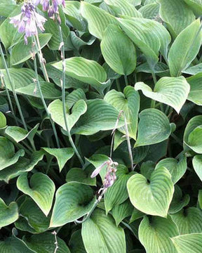 Hosta Nigrescens - Hosta - Hosta nigrescens