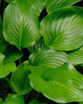 Hosta à feuille de plantain Grandiflora - Hosta - Hosta plantaginea var. grandiflora