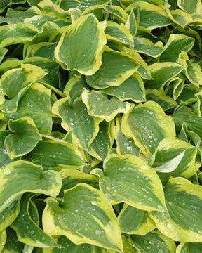 Hosta Pilgrim - Hosta - Hosta Pilgrim