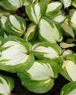 Hosta Raspberry Sundae Funkia - Hosta - Hosta Raspberry Sundae