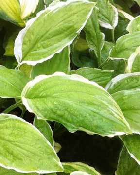 Hosta Sugar and Cream - Hosta - Hosta Sugar and Cream