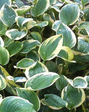 Hosta Shade Fanfare - Hosta - Hosta Shade Fanfare