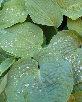 Hosta de Siebold - Hosta - Hosta sieboldiana