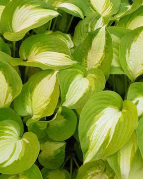 Hosta Summer Music Funkia - Hosta - Hosta Summer Music