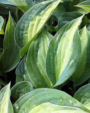 Hosta Striptease Funkia - Hosta - Hosta Striptease